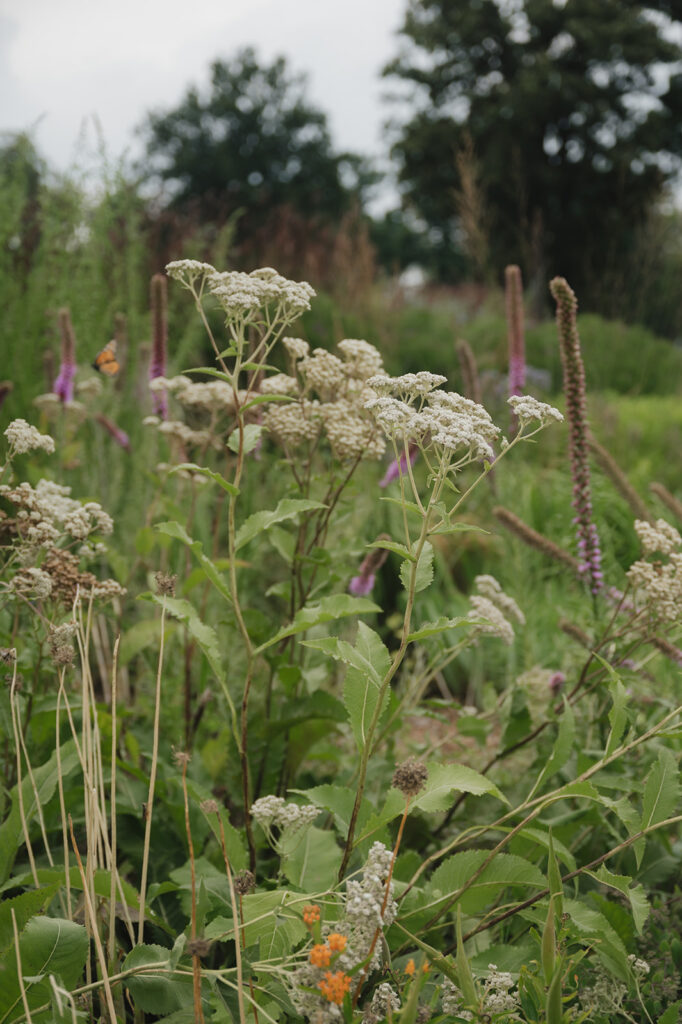 Wildflowers at Piet Oudolf Garden in Detroit, MI.
